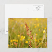 ゲルベソムマーウィーゼ ポストカード (正面/裏面)