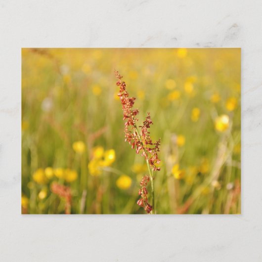 ゲルベソムマーウィーゼ ポストカード (正面)