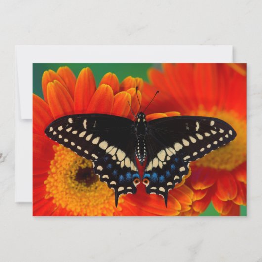ゲルベラの花に止まるクロスジキチョウ サンキューカード (正面)