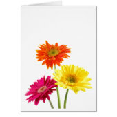 ゲルベラデイジー (正面)