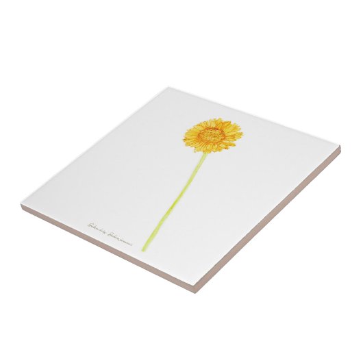 ゲルベラデイジー タイル (側面)