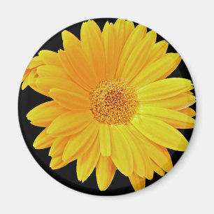 ゲルベラデイジー(Gerbera hybrida) -黄色 マグネット