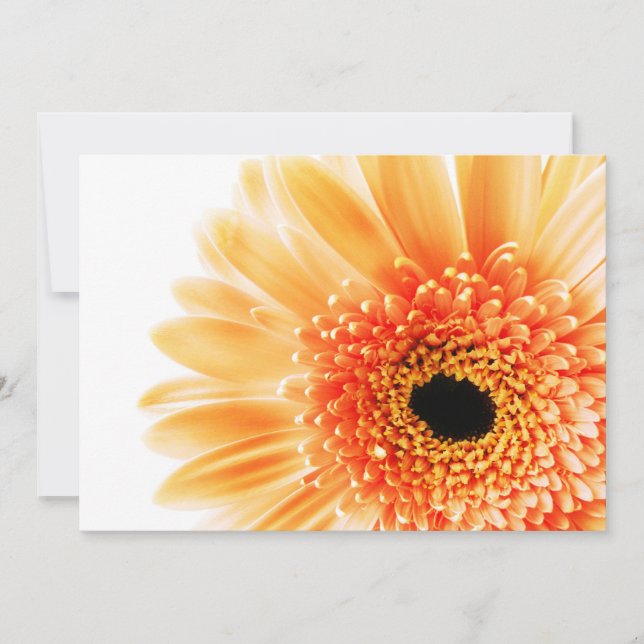 ゲルベラ (正面)