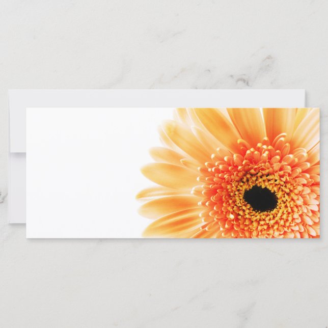 ゲルベラ (正面)