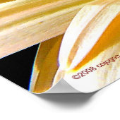 ゲルベラ ポスター (角)