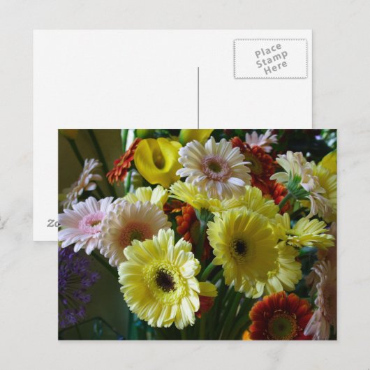 ゲルベラ ポストカード (正面/裏面)
