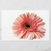 ゲルベラ 便箋 (正面)