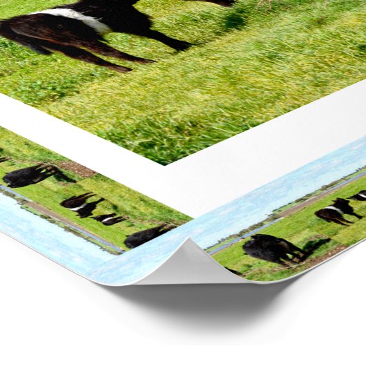 ゲロウェイ牛フレーム,ポスター ポスター (角)