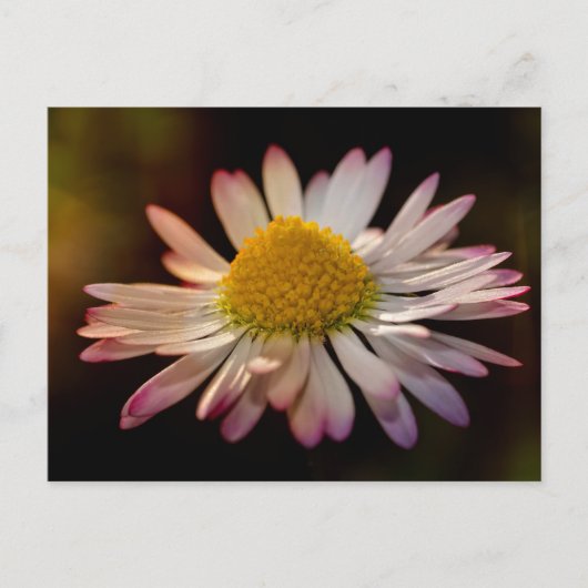 ゲンスブリュムチェン ポストカード (正面)