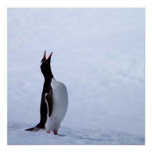 ゲントーペンギン ポスター
