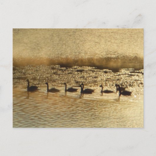 ゲーズオンゴールデン池 ポストカード (正面)