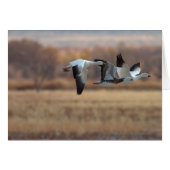 ゲーゼのトリオ (正面横)