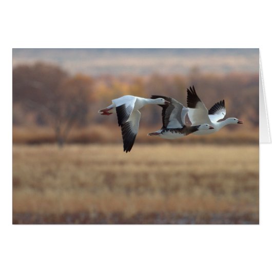 ゲーゼのトリオ (正面横)