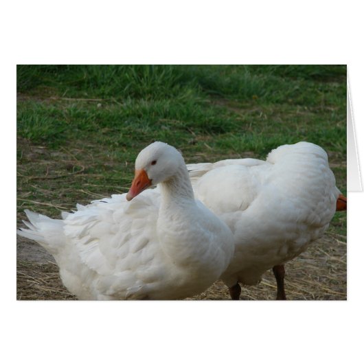 ゲーゼ2 (正面横)