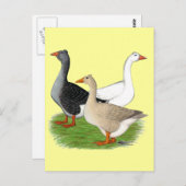 ゲーゼ：タフテッドトリオ ポストカード (正面/裏面)