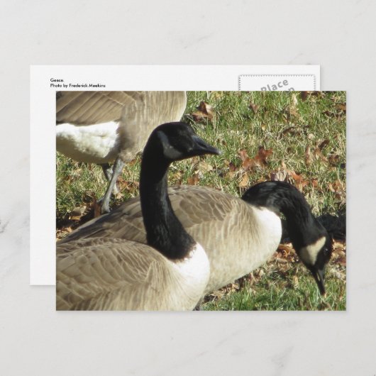 ゲーゼ ポストカード (正面/裏面)