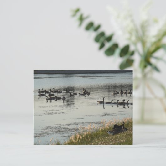 ゲーゼ ポストカード (スタンド正面)