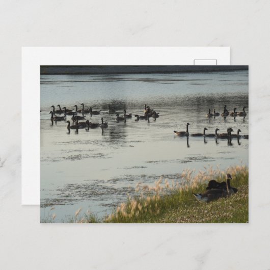 ゲーゼ ポストカード (正面/裏面)