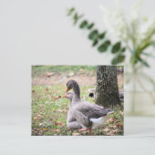 ゲーゼ ポストカード (スタンド正面)