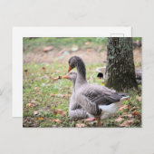 ゲーゼ ポストカード (正面/裏面)