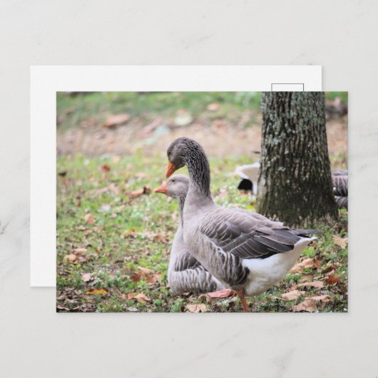 ゲーゼ ポストカード (正面/裏面)