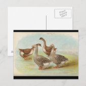 ゲーゼ ポストカード (正面/裏面)