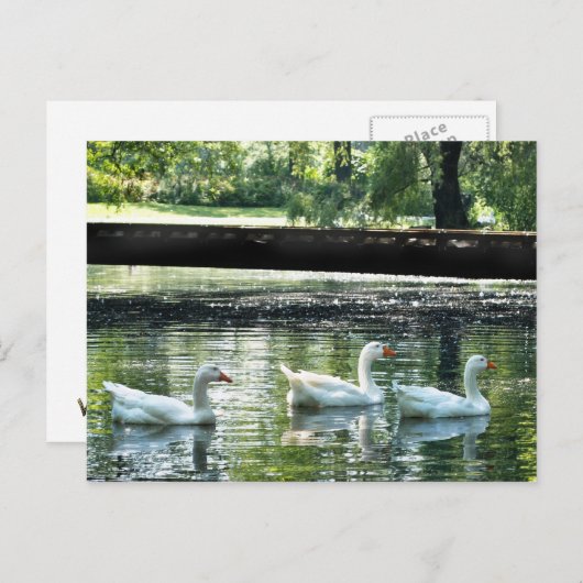 ゲーゼ ポストカード (正面/裏面)