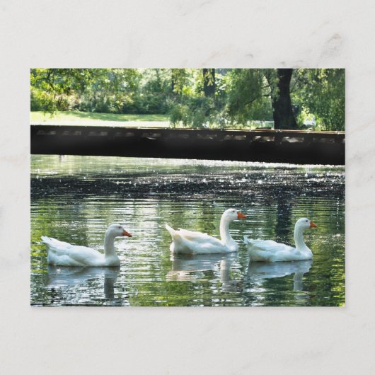 ゲーゼ ポストカード (正面)