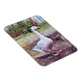 ゲーゼ マグネット (右側)