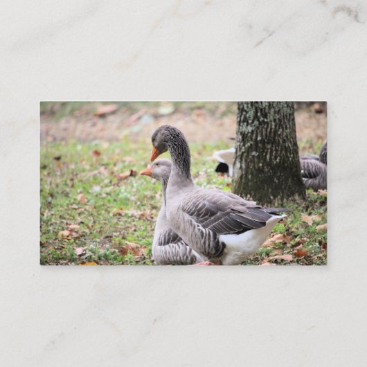 ゲーゼ 名刺 (裏面)