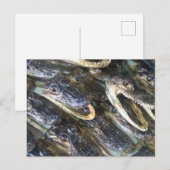 ゲーターヘッドハガキ ポストカード (正面/裏面)