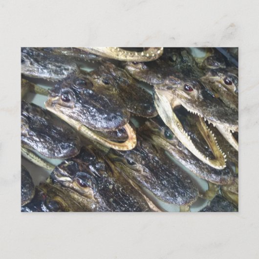 ゲーターヘッドハガキ ポストカード (正面)