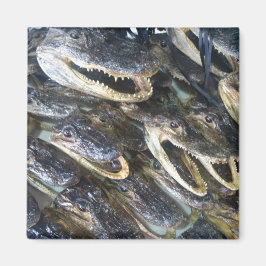 ゲーターヘッド磁石 マグネット