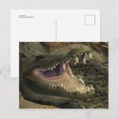 ゲーターヘッド ポストカード (正面/裏面)