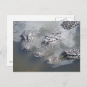 ゲーター挨拶 ポストカード (正面/裏面)