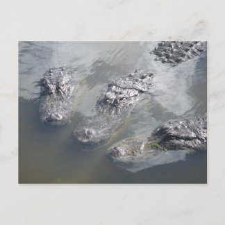 ゲーター挨拶 ポストカード