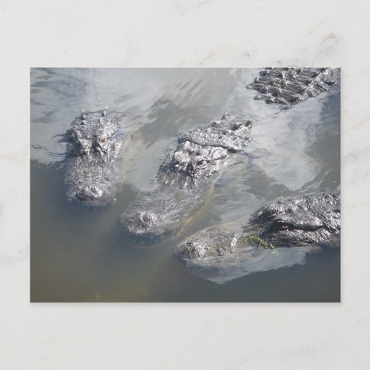 ゲーター挨拶 ポストカード (正面)