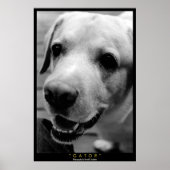 ゲーター ポスター (正面)