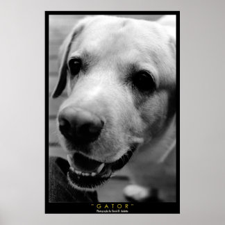 ゲーター ポスター