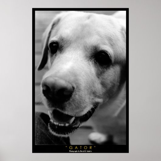 ゲーター ポスター (正面)