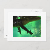 ゲーター ポストカード (正面/裏面)