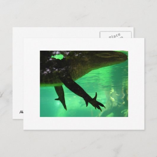 ゲーター ポストカード (正面/裏面)