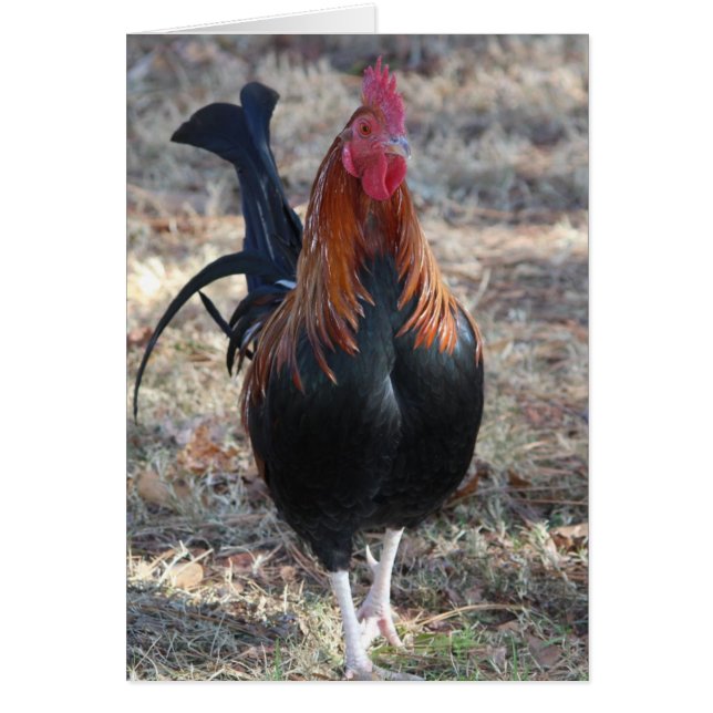 ゲームのオンドリの写真 (正面)