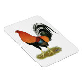 ゲームコック ウィートン オス マグネット (右側)