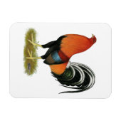 ゲームコック ウィートン オス マグネット (横)