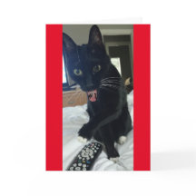 ゲーム招待リモートおもしろい猫