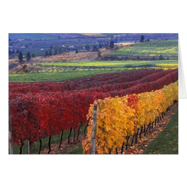 ゲーリングの濃い赤と黄色の紅葉 (正面横)