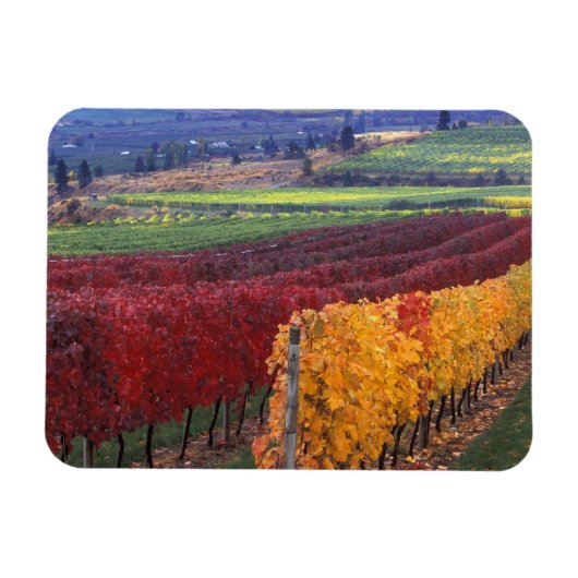 ゲーリングの濃い赤と黄色の紅葉 マグネット (横)