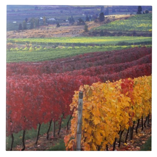 ゲーリングの赤と黄色の強い紅葉 タイル (正面)