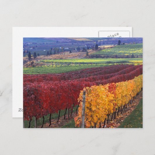 ゲーリングの赤と黄色の強い紅葉 ポストカード (正面/裏面)